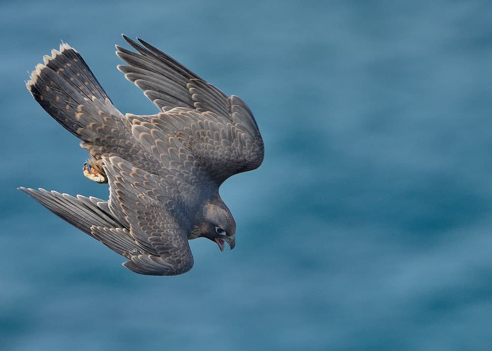 Peregrine Falcon Dive by Rayco — canvas wall art