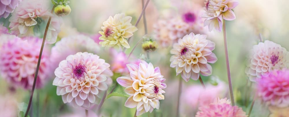 Soft Pink Dahlias by Jacky Parker — canvas wall art