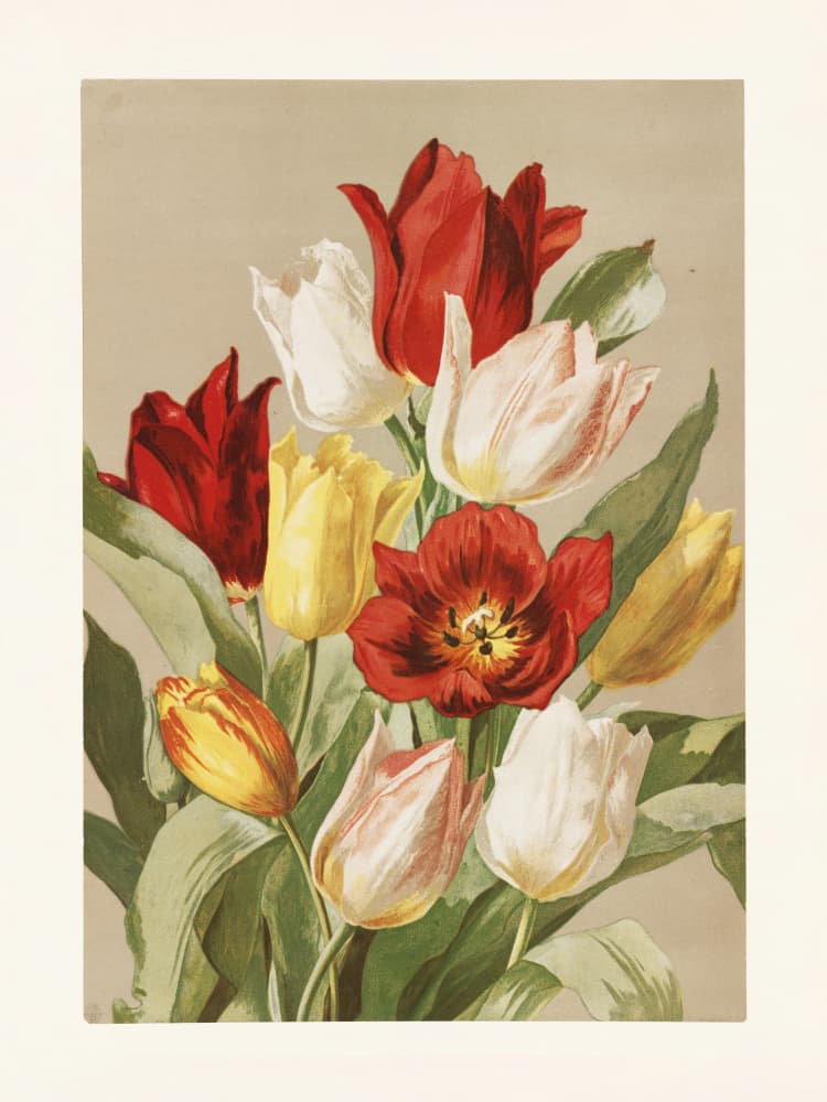 Tulips By Ellen Thayer Fisher