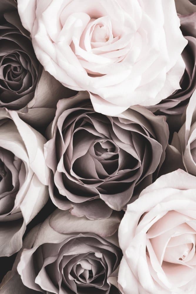 Blush And Grey Roses by Pictufy Studio III — canvas wall art