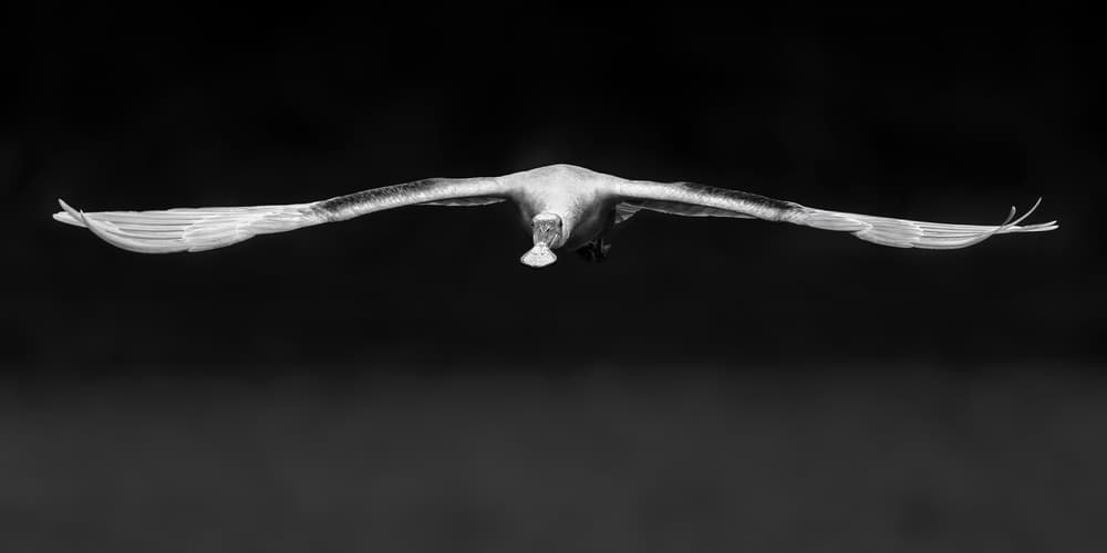Majestic Bird In Flight by John J. Chen — canvas wall art