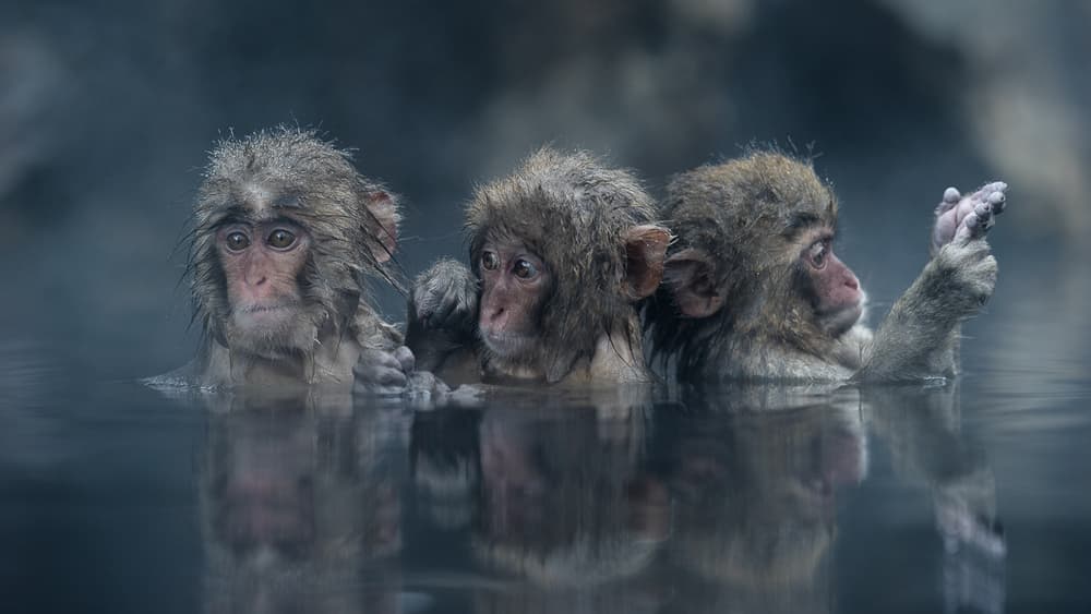 Three Snow Monkeys Bath by Takeshi Marumoto — canvas wall art