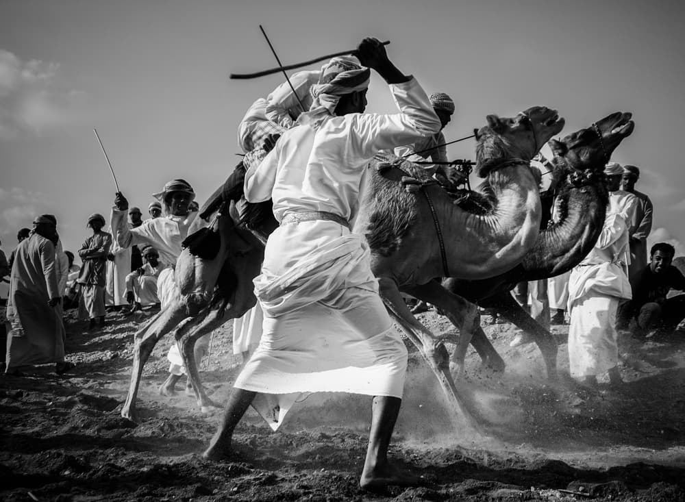Traditional Camel Clash by Nasser Al-Nasser — canvas wall art