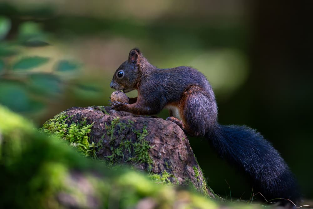 Red Squirrel's Snack by Bjoern Alicke — canvas wall art