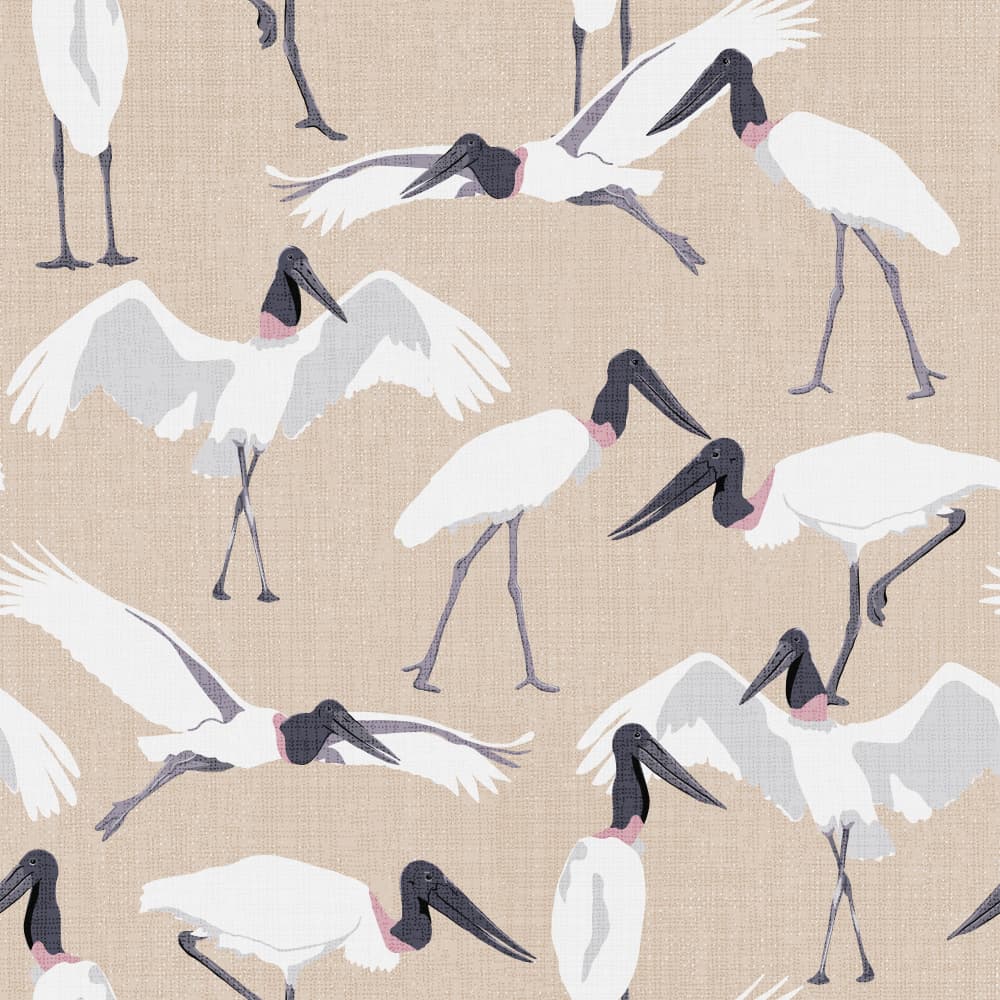 Graceful Jabiru Storks