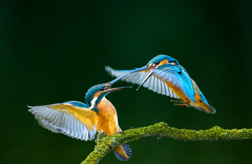 Dynamic Kingfisher Encounter by Tibor Sörös — canvas wall art
