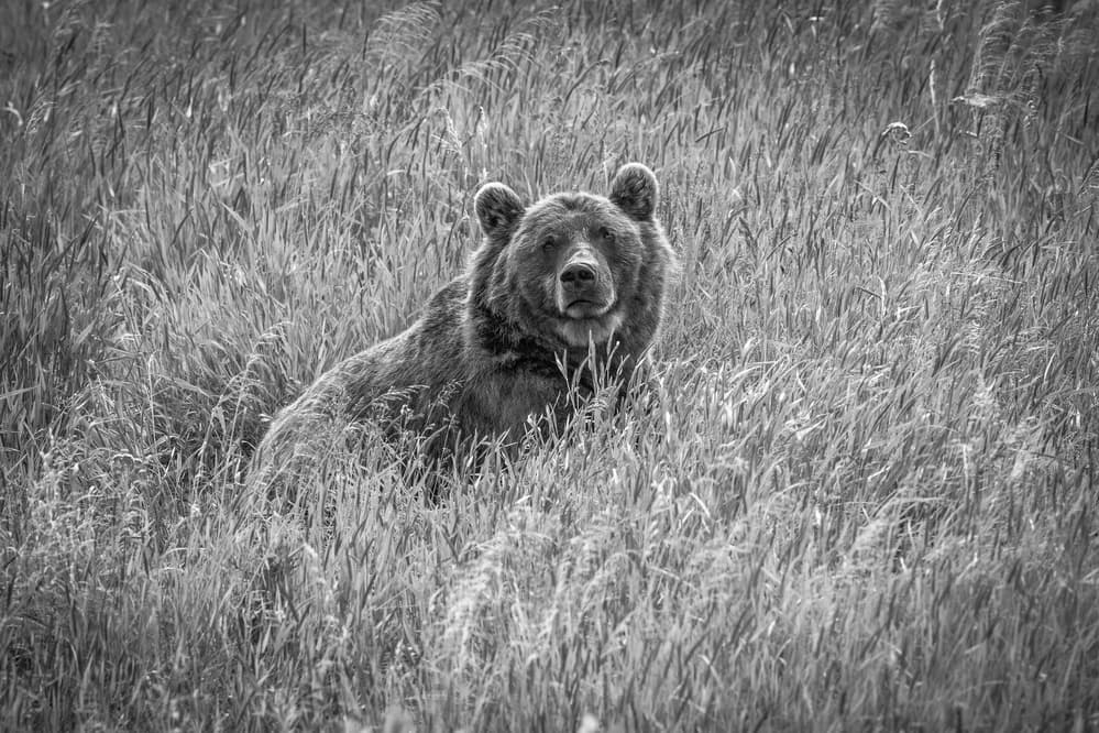 Wild Grizzly Stare by Jeffrey C. Sink — canvas wall art