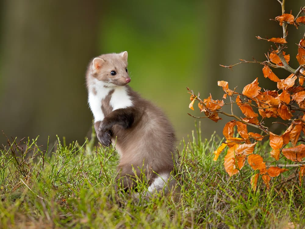 Marten Alert In Forest by Milan Zygmunt — canvas wall art