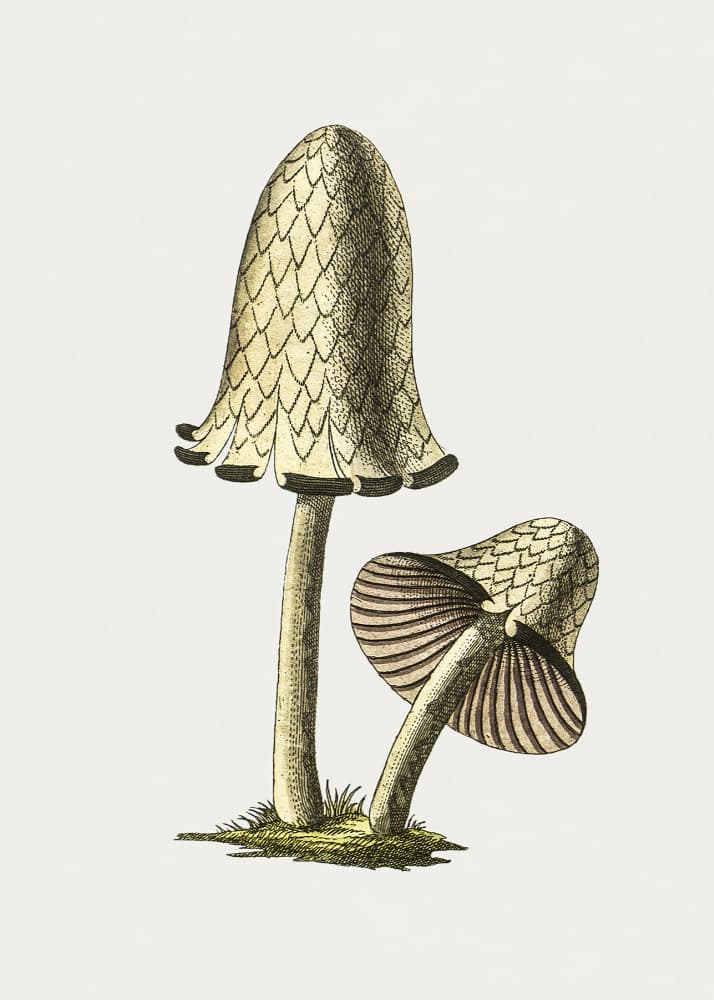 Vintage Inky Cap Edible Mushroom by Biodiversity Heritage Library — canvas wall art