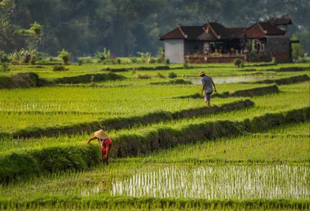 Bali Rice Field Work by Rana Jabeen — canvas wall art
