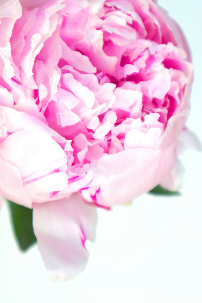 Soft Pink Peony by Rosana Laiz Blursbyai — canvas wall art