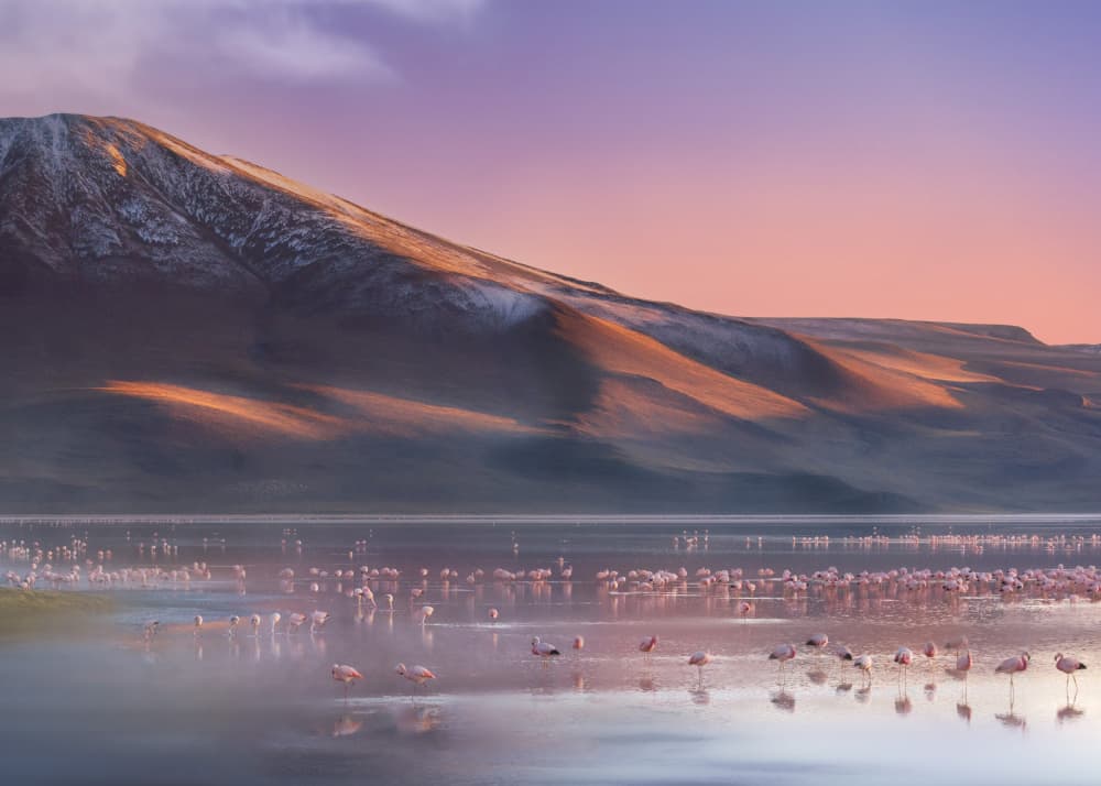 Pink Flamingos Misty Lake by Ken Liang — canvas wall art