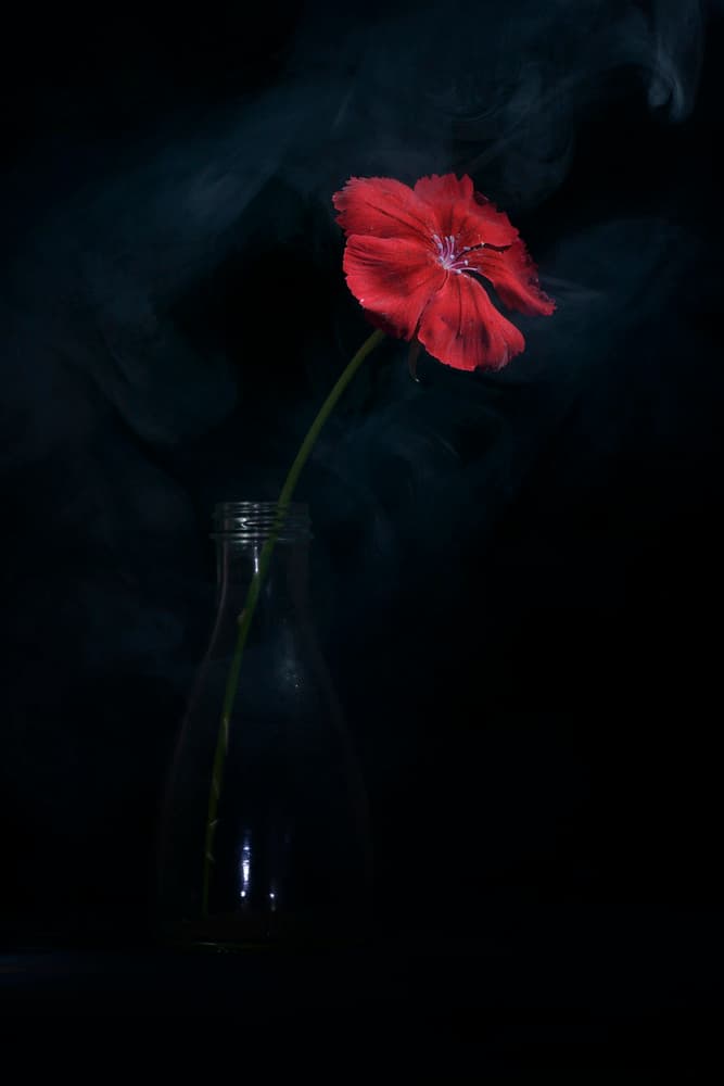 Dramatic Red Bloom by Vladimir Pavlovskyy — canvas wall art