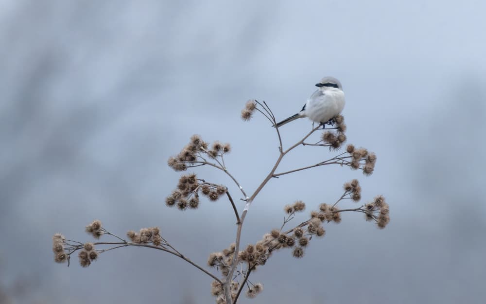 Serene Winter Shrike by Damian Stopczynski — canvas wall art