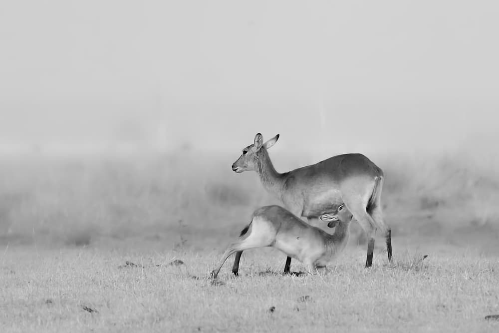 Gentle Fawn Nursing by Jun Zuo — canvas wall art