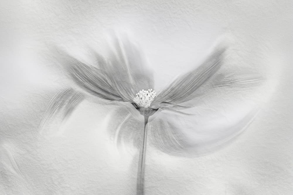 Ethereal Bloom Motion by Molly Fu APA — canvas wall art