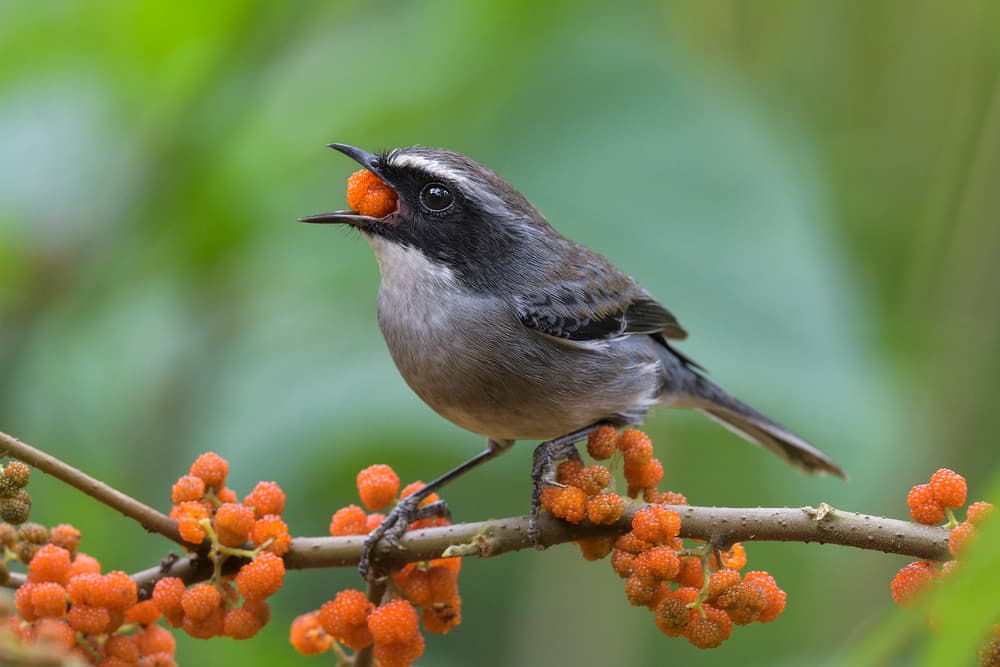 Tropical Berry Bird by Phat Dao Tan — canvas wall art