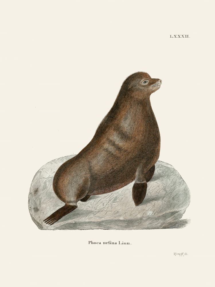 Northern Fur Seal By Johann Christian Daniel Von Schreber. by Johann Christian Daniel Von Schreber — canvas wall art