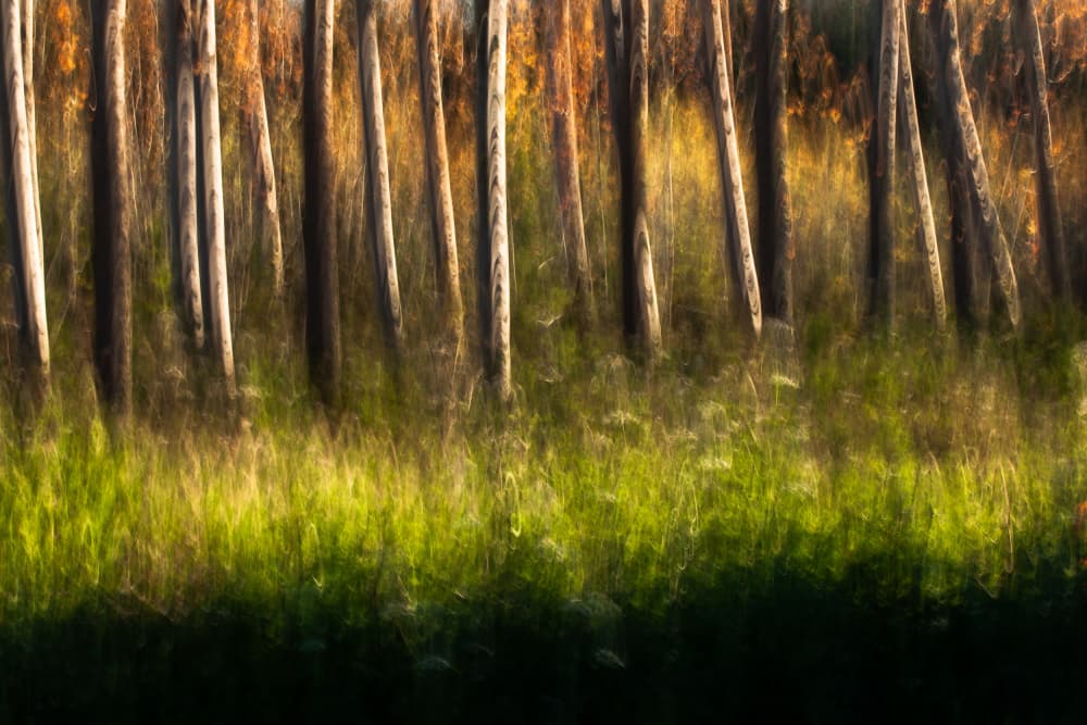 Abstract Forest Motion by Rui Ferreira — canvas wall art