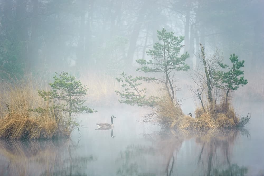 Goose on Misty Water by Andrew George — canvas wall art