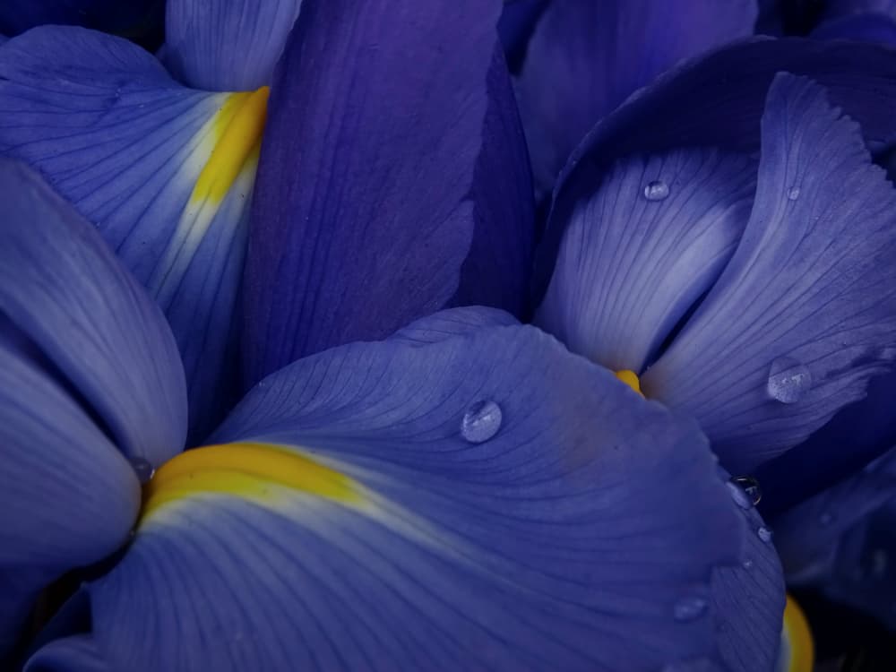 Purple Iris Droplets by Ivan Lesica — canvas wall art