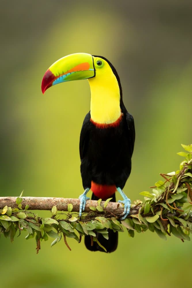 Vibrant Jungle Toucan by Milan Zygmunt — canvas wall art