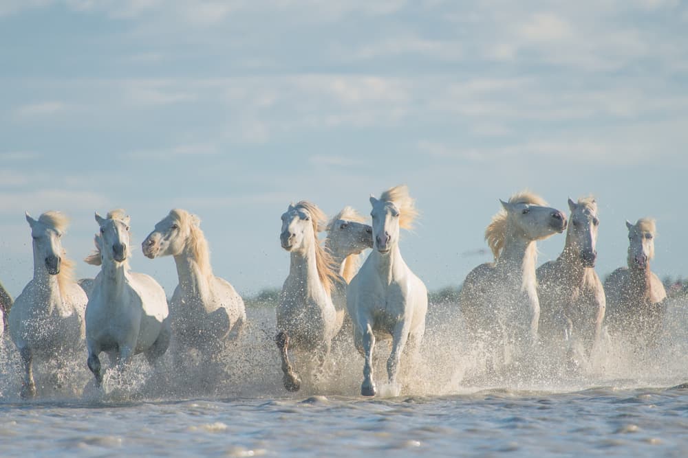Galloping White Horses by Rostovskiy Anton — canvas wall art