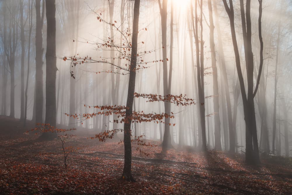 Misty Forest Sun Rays by Alexandru Ionut Coman — canvas wall art