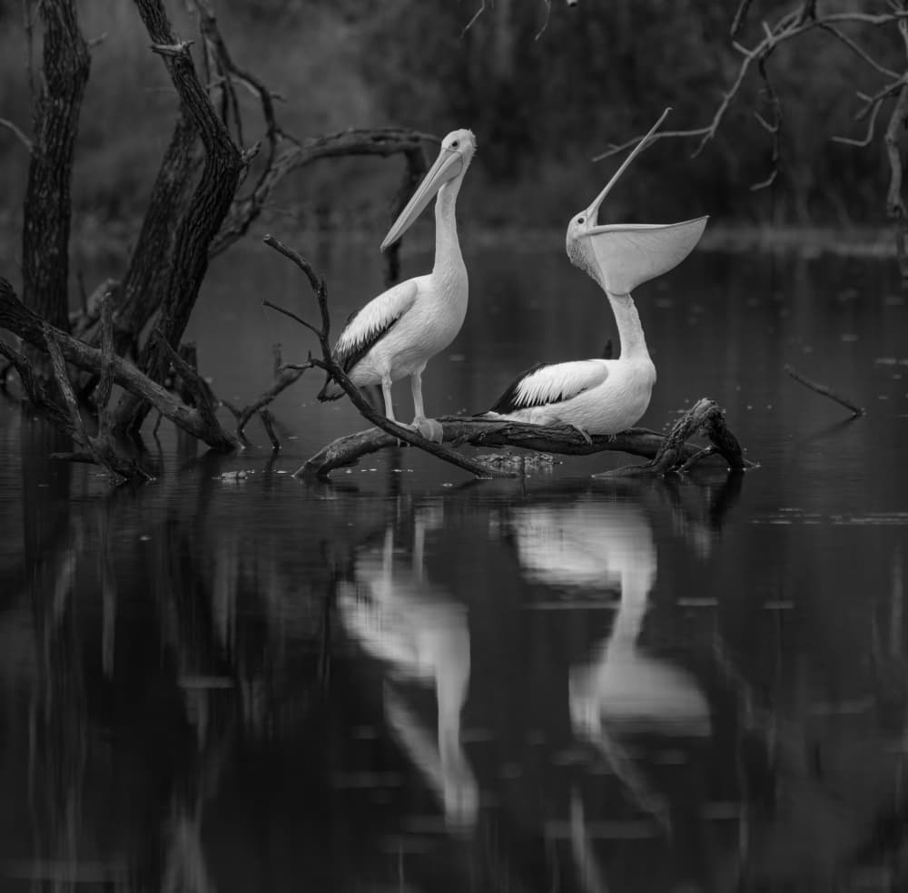 Pelicans Reflecting On Water by Emanuel Papamanolis — canvas wall art