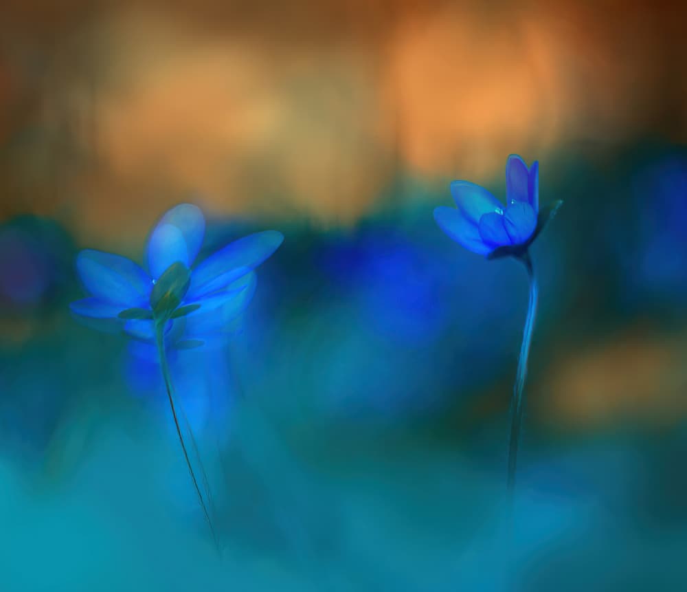 Dreamy Blue Flowers by Ylva Sjögren — canvas wall art