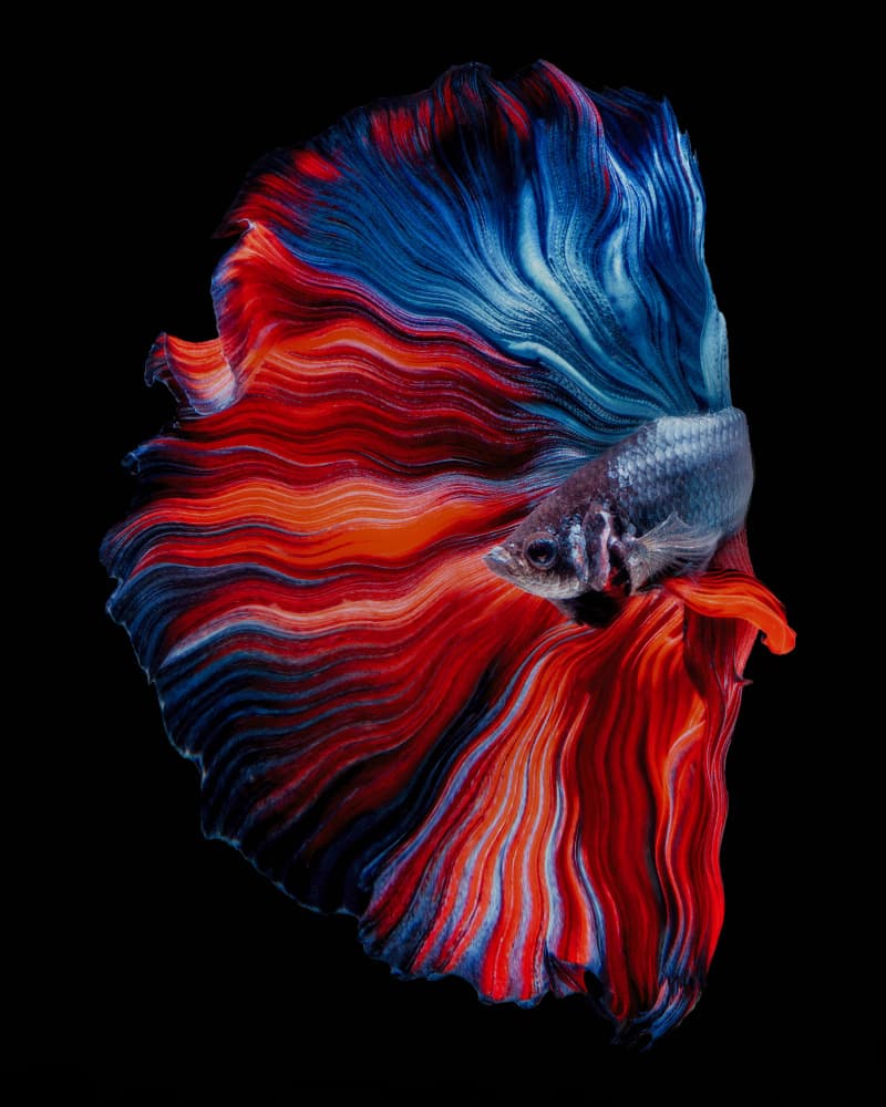 Vibrant Betta Flow by Andi Halil — canvas wall art