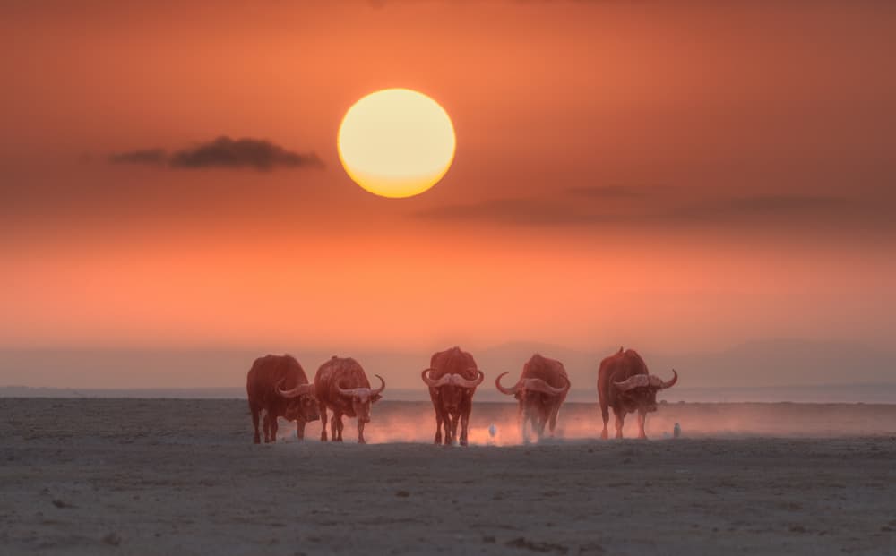 African Sunset Herd by MIN LI — canvas wall art