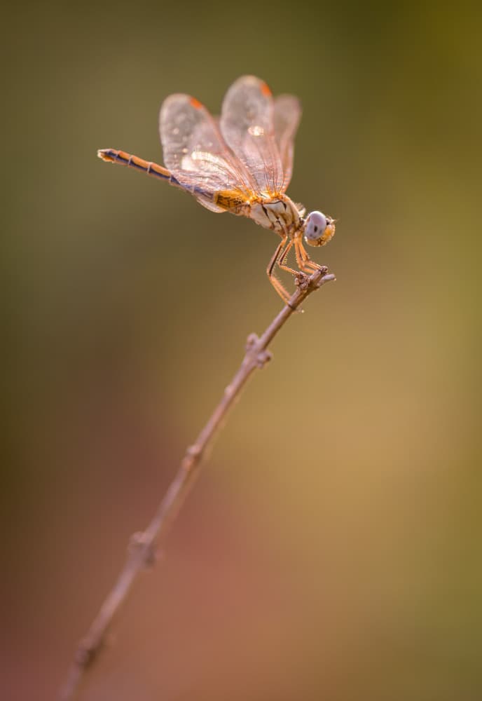 Dew Kissed Dragonfly by Sumit Dhuper — canvas wall art