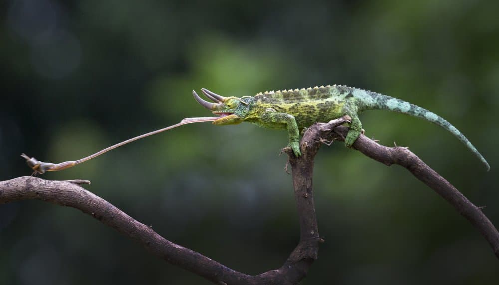 Chameleon Hunting Strike by Angela Muliani Hartojo — canvas wall art