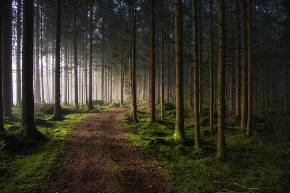 Magical Forest Path by Benny Pettersson — canvas wall art