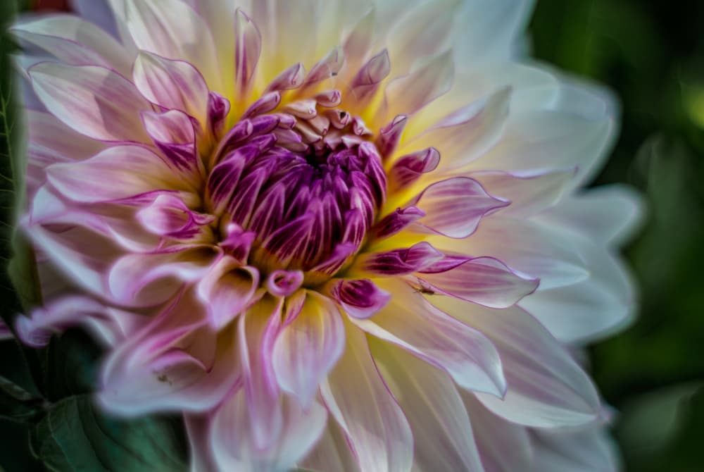 Purple and White Dahlia by Fred Louwen — canvas wall art
