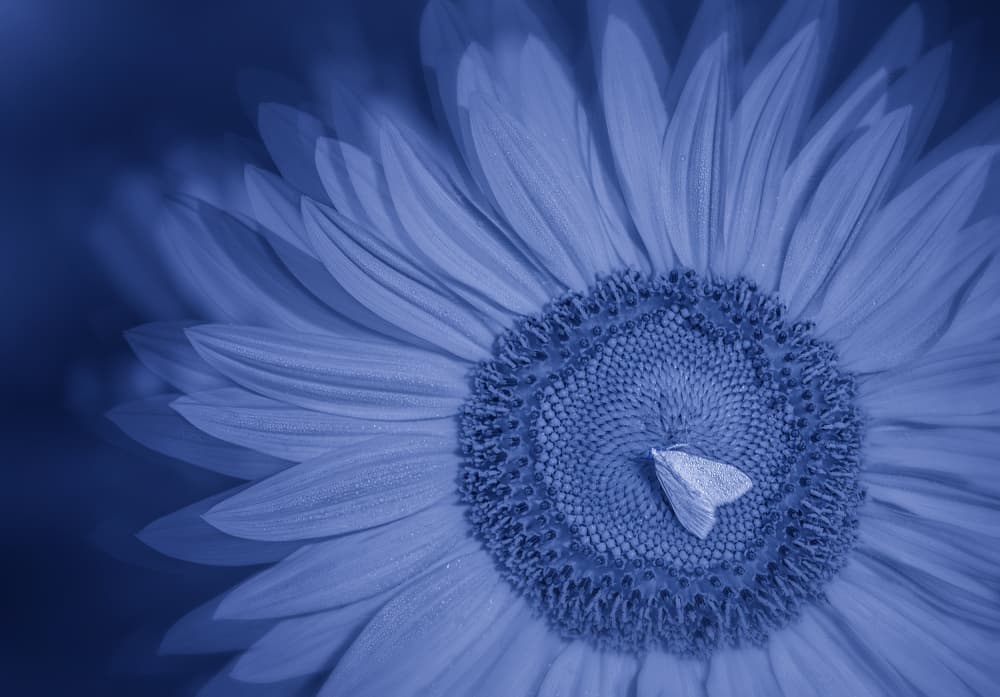 Blue Sunflower Moth by Molly Fu APA — canvas wall art