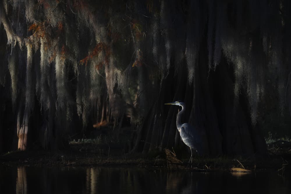 Moody Swamp Heron by Roberto Marchegiani — canvas wall art