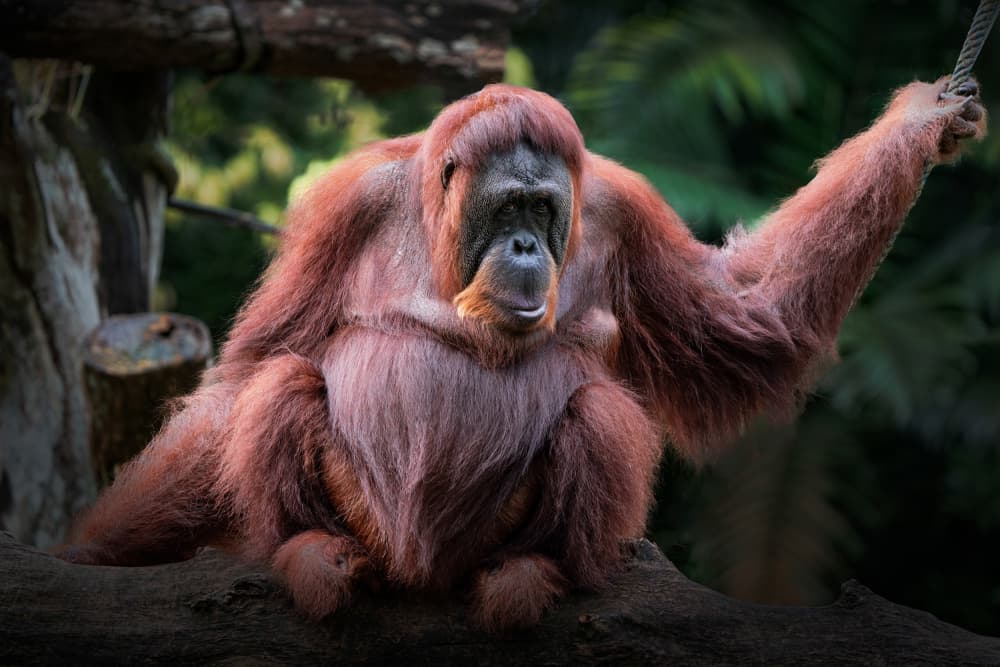 Thoughtful Orangutan Gaze by TWEE LIANG WONG — canvas wall art