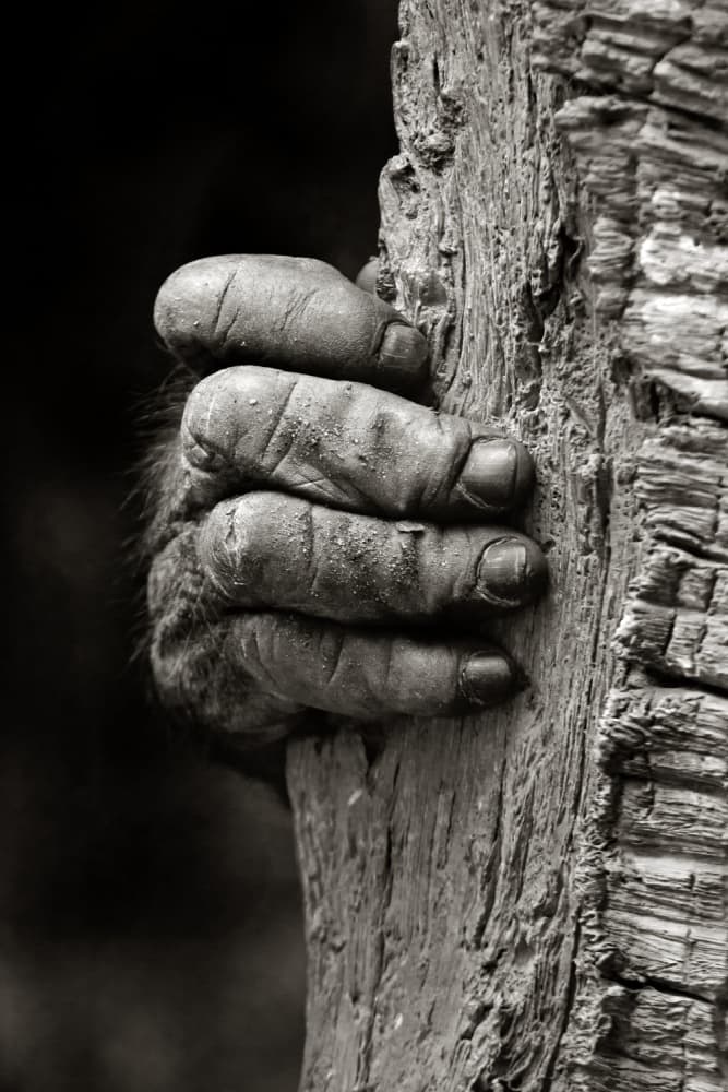 Powerful Primate Grip by Michael Castellano — canvas wall art