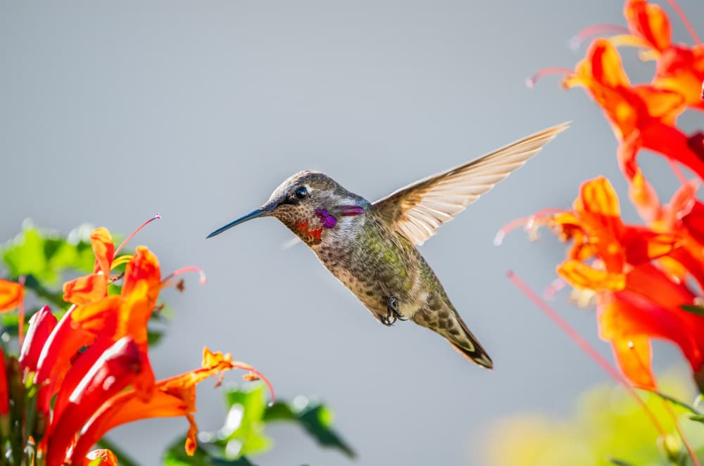 Hummingbird And Orange Flowers by Allen SDCA — canvas wall art