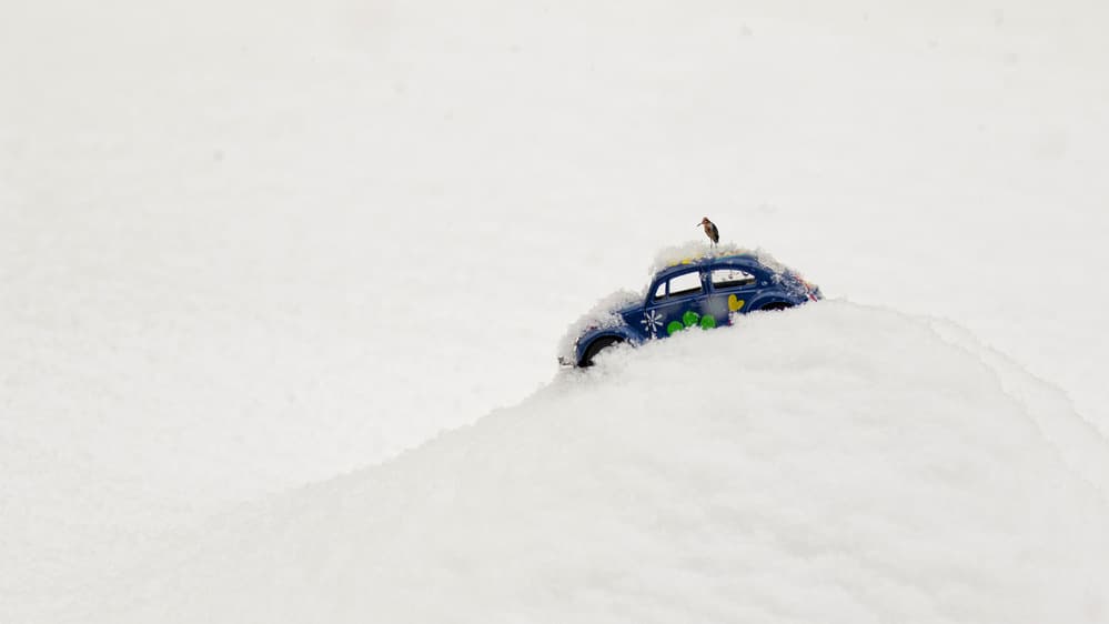 Bird on Snowy Car by Lucie Gagnon — canvas wall art