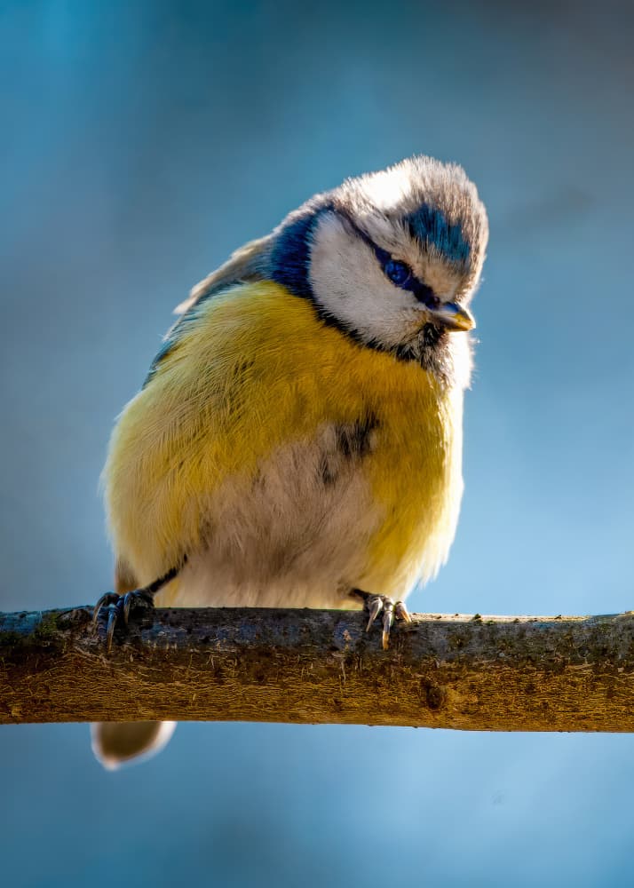 Blue tit by Cristian Pavel — canvas wall art
