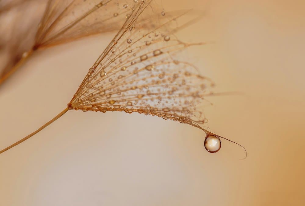 Delicate Dandelion Drop by Lara Bonazza — canvas wall art