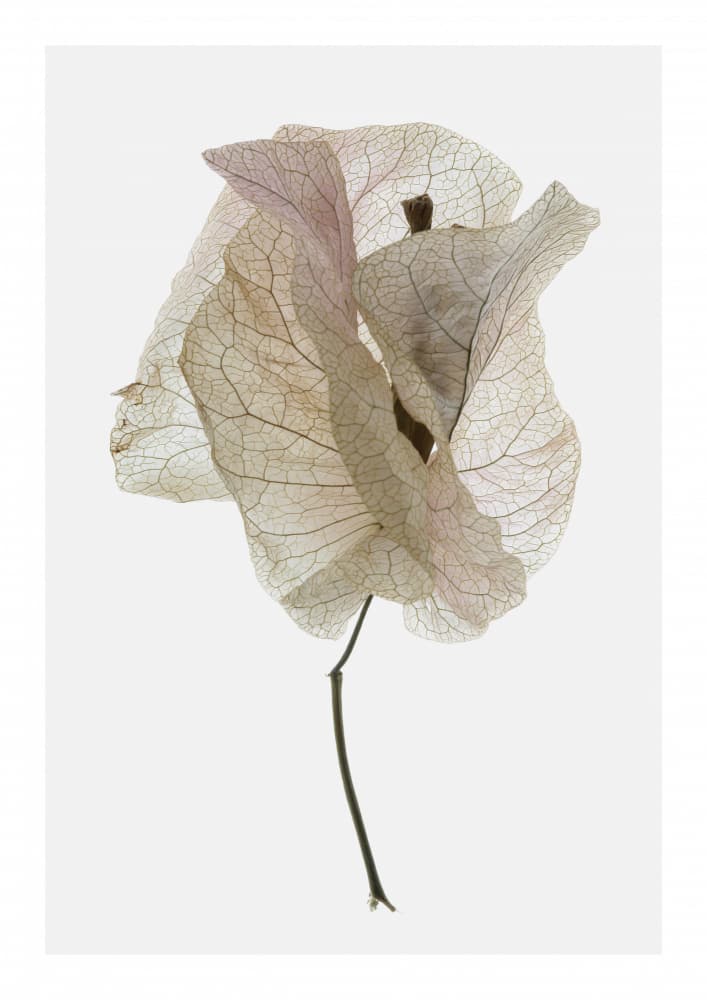 Petal Whisper by Shot by Clint — canvas wall art