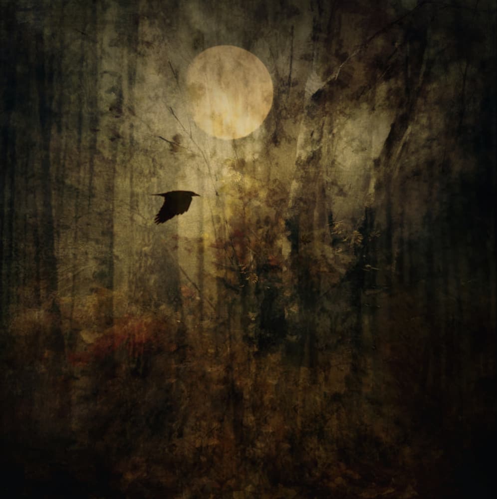 Flying Crow Moonlit Forest by Robert Fabrowski — canvas wall art