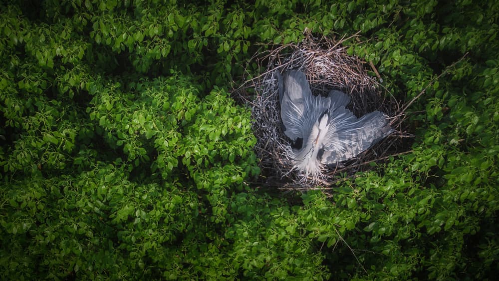 Nesting Heron Green Canopy by TIANQI — canvas wall art