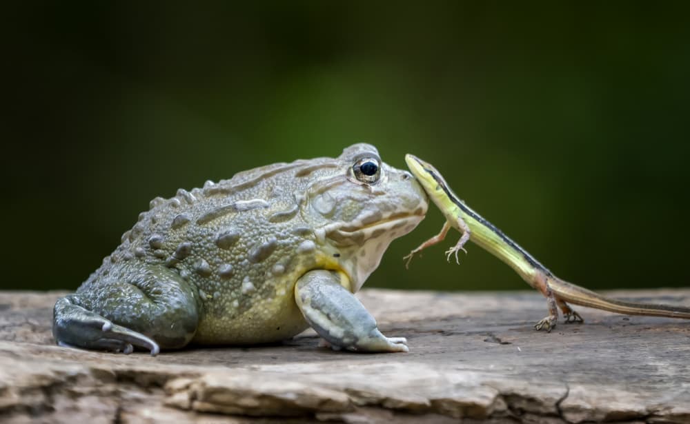 Bullfrog's Lizard Lunch by Mieke Suharini — canvas wall art