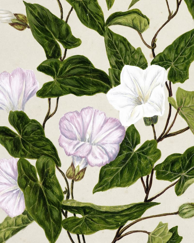 Bindweed Pohu By Sarah Featon (1848–1927) by Sarah Featon — canvas wall art