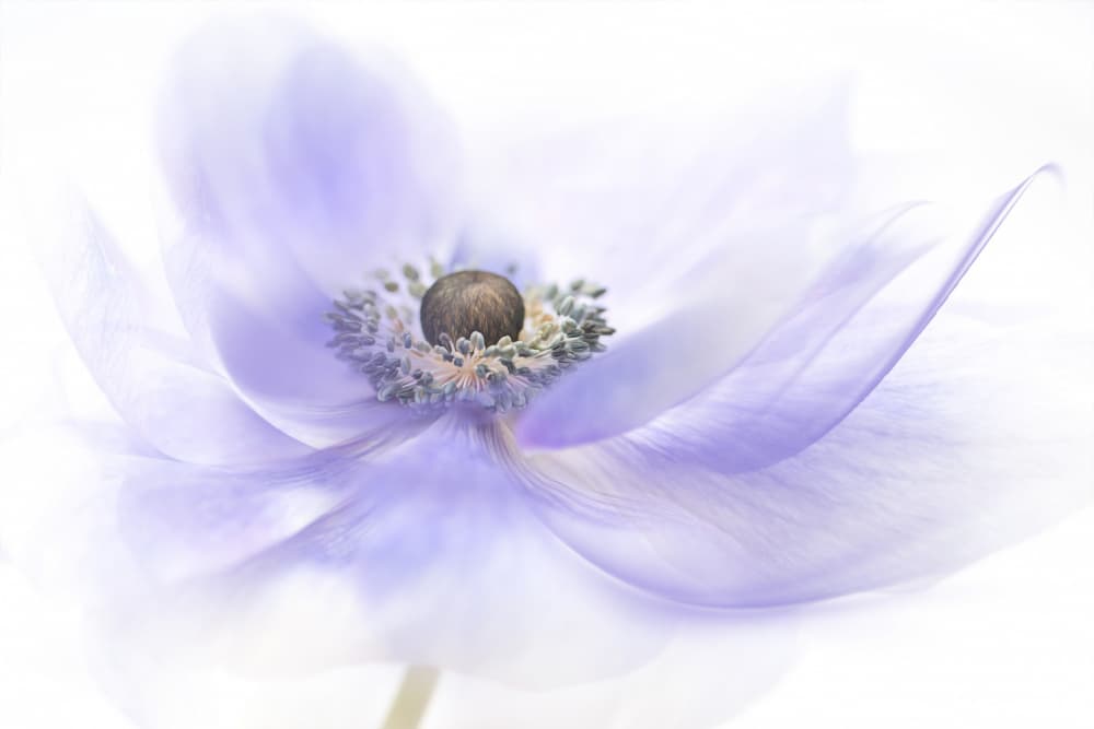 Soft Lavender Anemone by Jacky Parker — canvas wall art